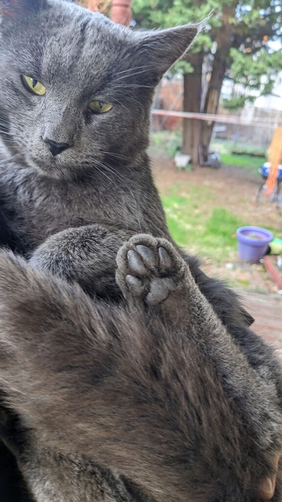 Dark grey cat raising one paw, exposing perfect dark grey toe beans. 