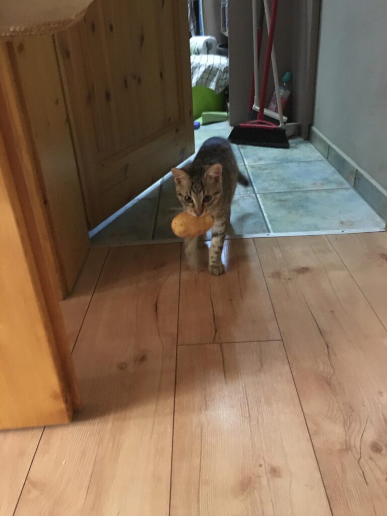 Cat walks down hallway of house, carrying a small potato in her mouth