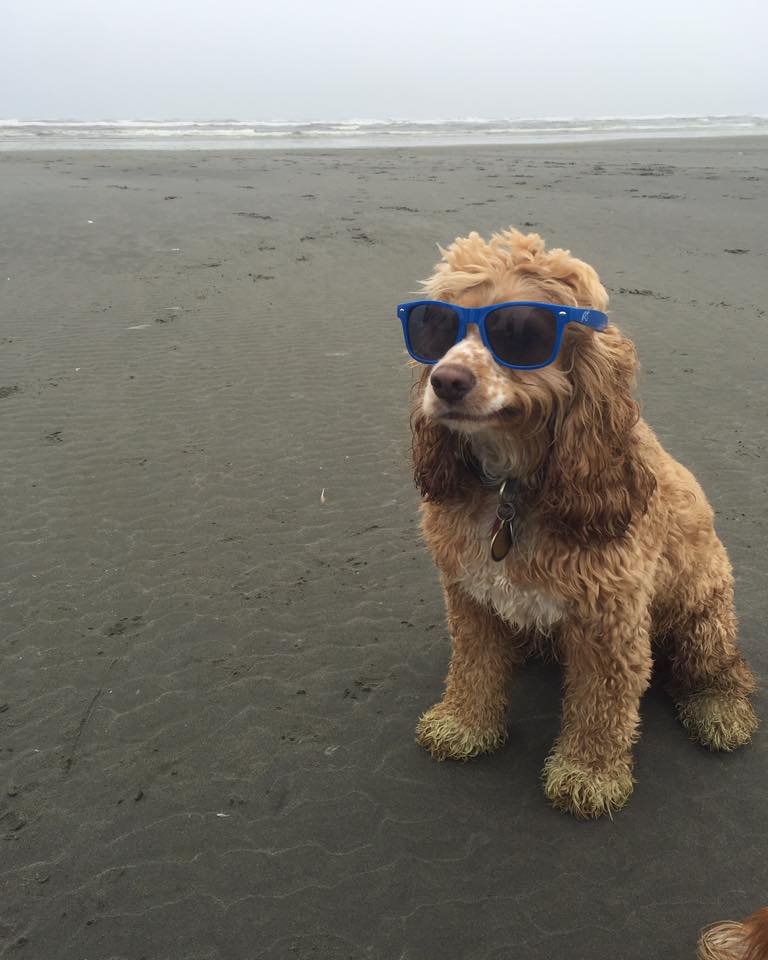 Cocker spaniel dog sits alone on a beach. The waves in the background are small and the flat ocean stretches far to the horizon. The dog wears large purple sunglasses and a smug expression.