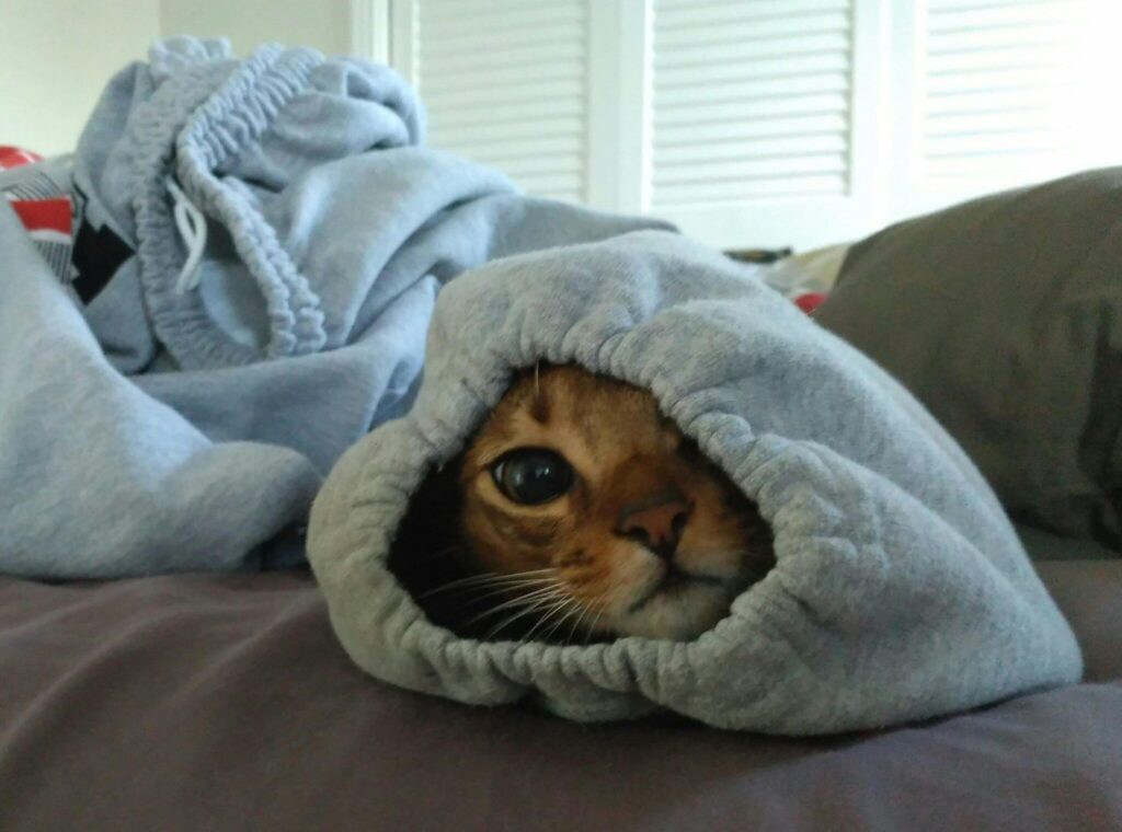 Cat peaks out of leg of sweatpants on couch