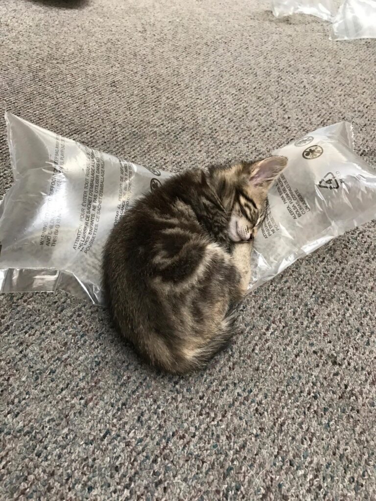 Kitten sleeps peacefully on inflatable air pillow used in shipping