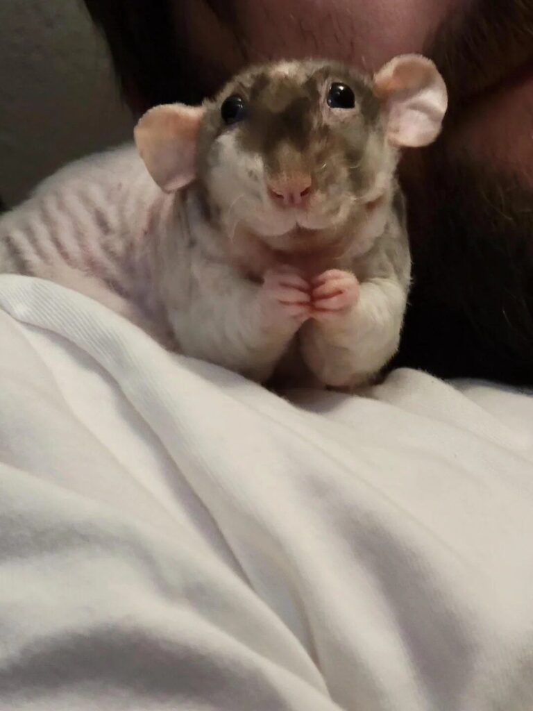 Cute rat looks at you with a fascinated expression.