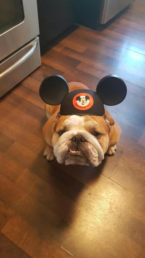 Bulldog wears Mickey Mouse hat