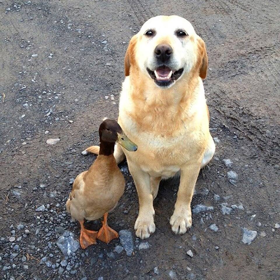 A mallard duck stands next to a golden retriever dog.