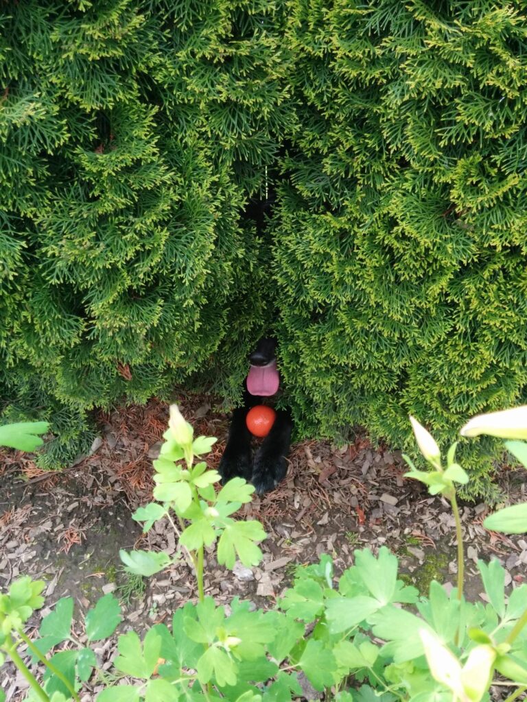 A large green shrub from which only the nose, paws and large tongue of a black dog can be seen. A red ball rests between the paws.