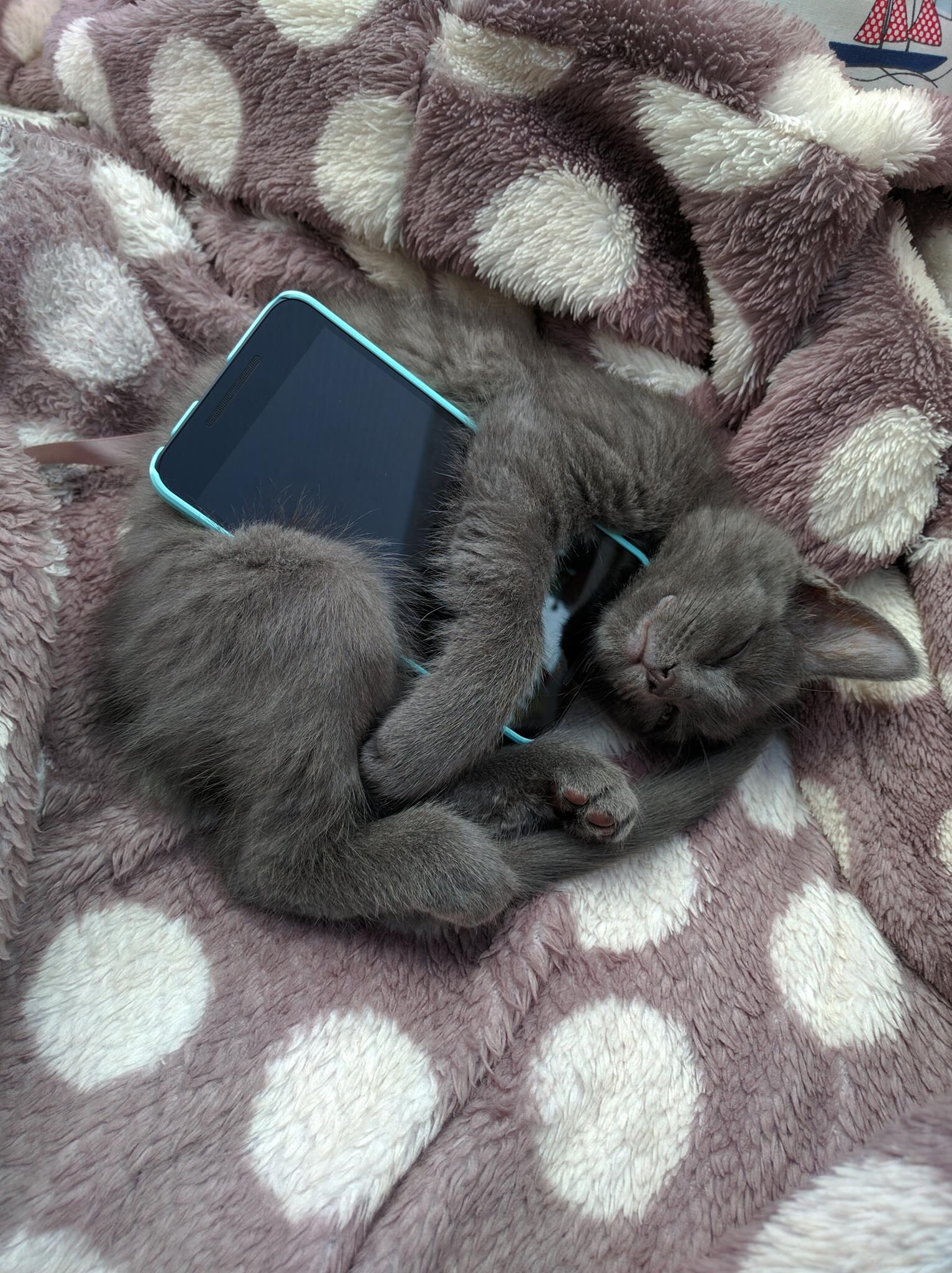 Dark gray cat sleeps clutching smartphone.