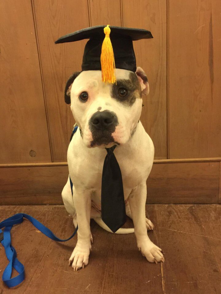 Dog wears graduation cap, necktie, and a pensive expression. 