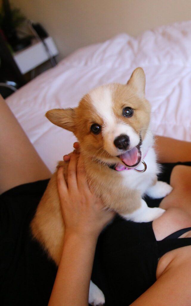 Close-up of corgi puppy being held by a woman