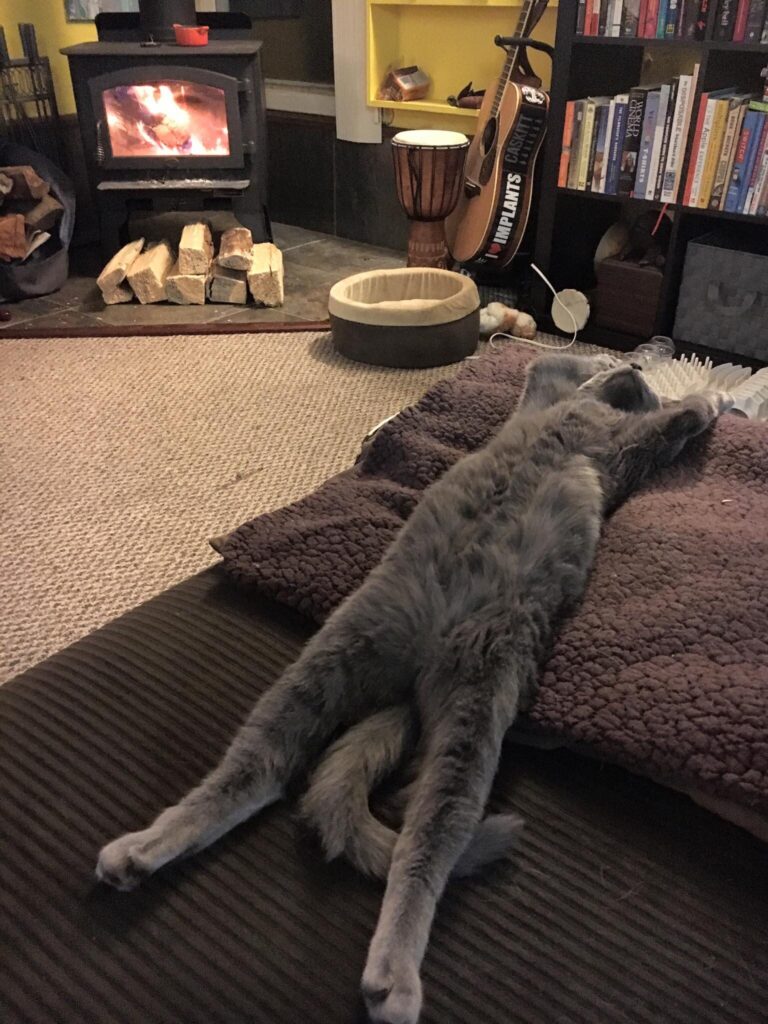 Cat stretches out on floor cushion in front of fireplace