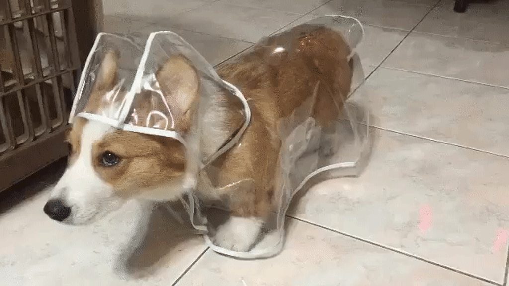 Corgi dog wearing transparent plastic raincoat.
