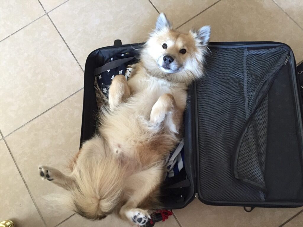 large dog lies on back inside one half of open suitcase