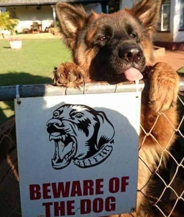 German shepherd dog stands up behind chain link fence, with tongue sticking out. On fence is a scary sign reading "beware of dog."