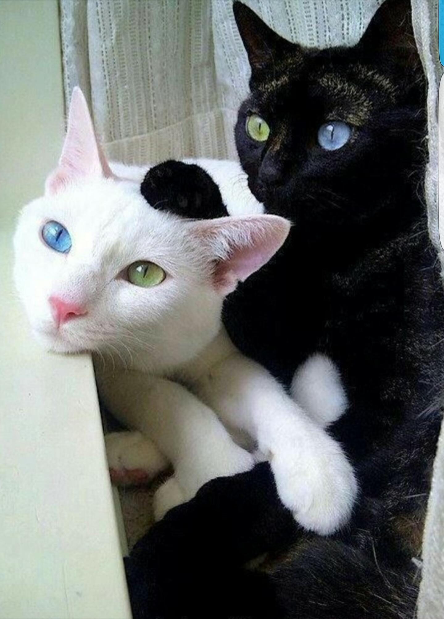 Two cats, one pure white, the other pure black. Each cat has one green eye and one blue eye.