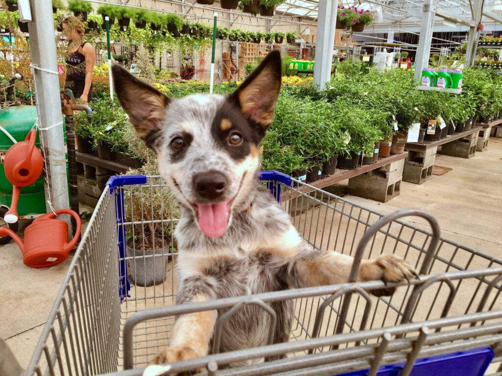 Happy dog sits in shopping cart in nursery full of plants.