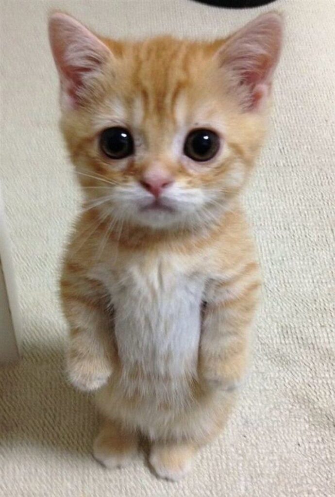 Sad-looking kitten stands on back legs