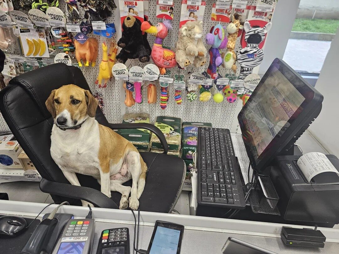 Dog sits at chair in pet store