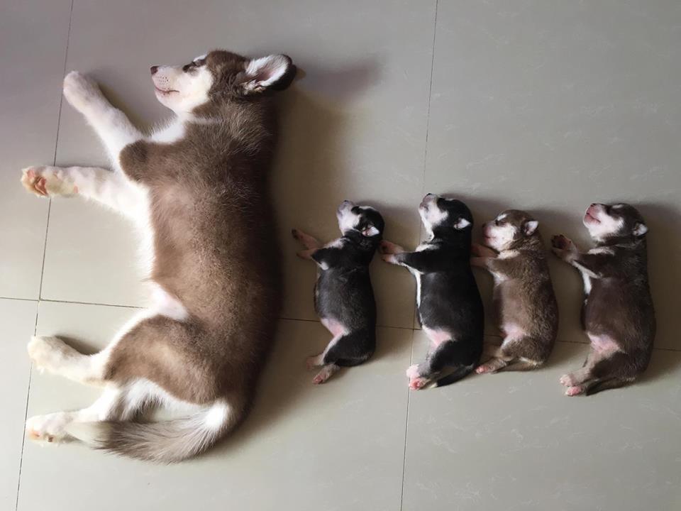 Large dog lies on floor. Four puppies are laying in a line in the exact same pose 