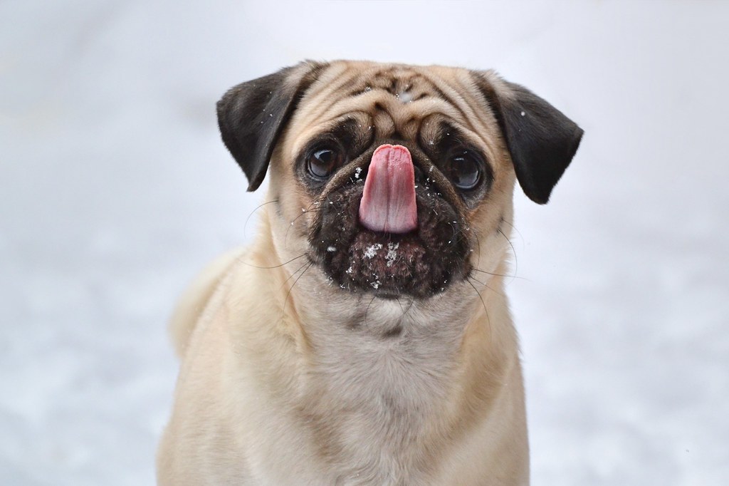 Pug dog faces you and licks his nose, completely covering his nose with his tongue