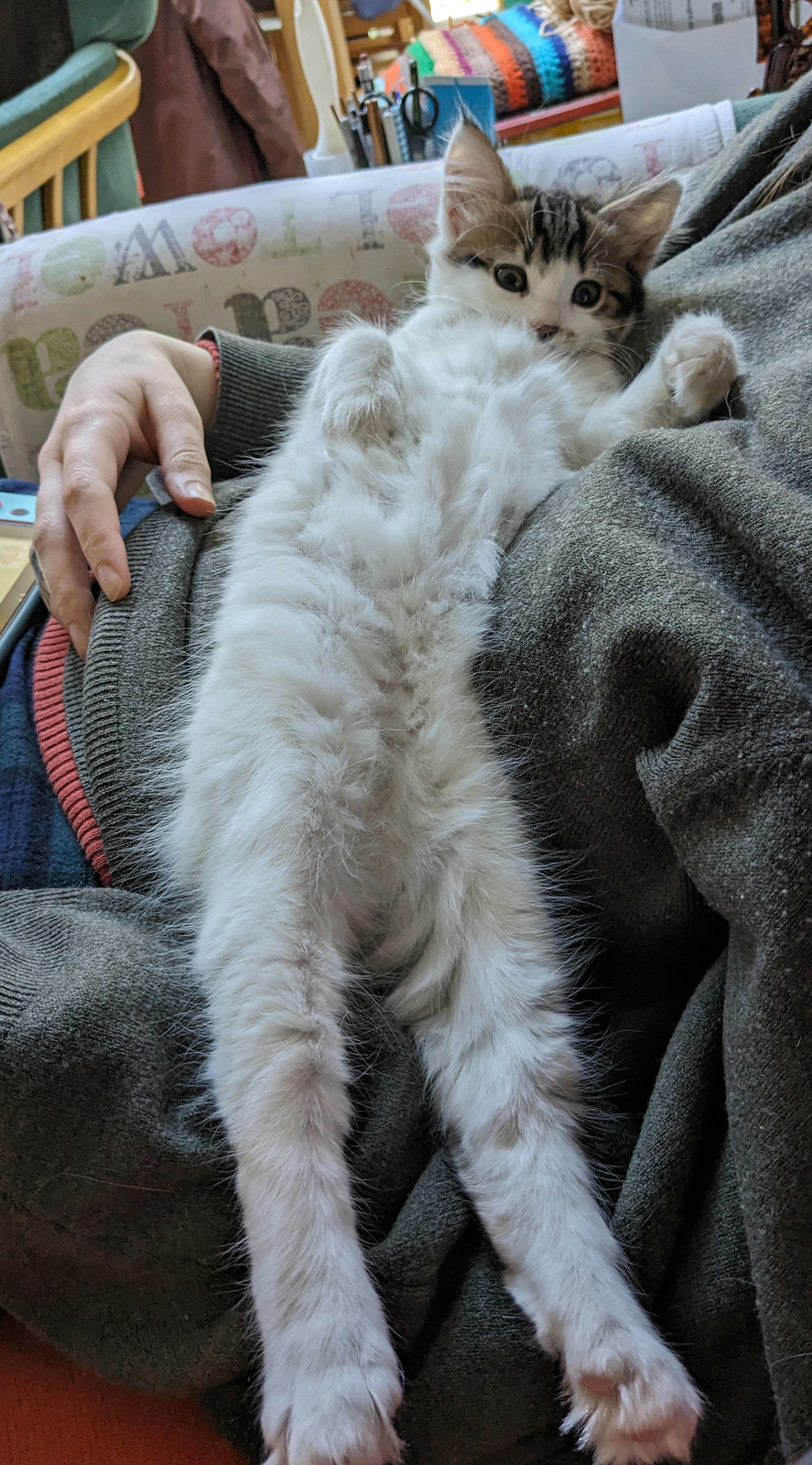 White and black kitten stretches out on a human lap. The pose makes the kitten look extremely long