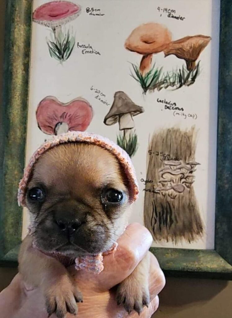 a hand holds the puppy in front of a poster showing different species of mushroom. The puppy wears a pink knitted cap.