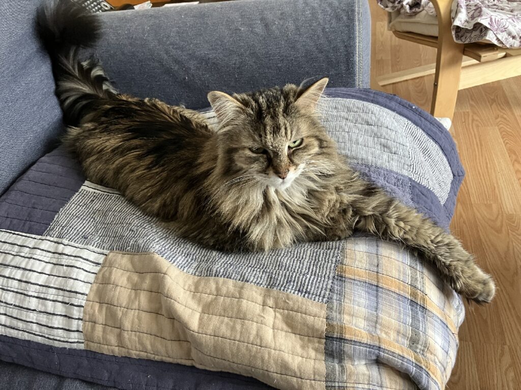 A cat with long tortoise shell fur sits by herself on a sofa and looks at the camera