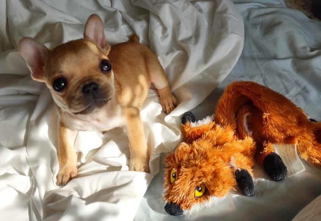 A different photo of the puppy with the red fox stuffed toy.