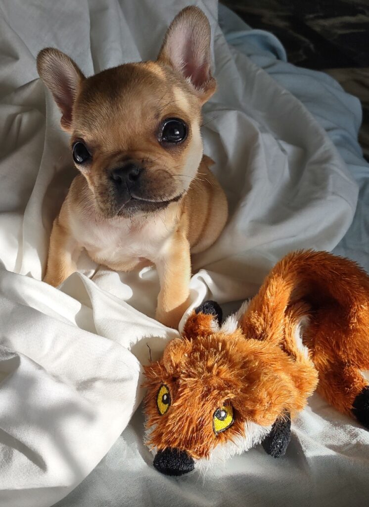 puppy poses on bed sheet nest to a stuffed toy shaped like a fox with red fur and yellow eyes.