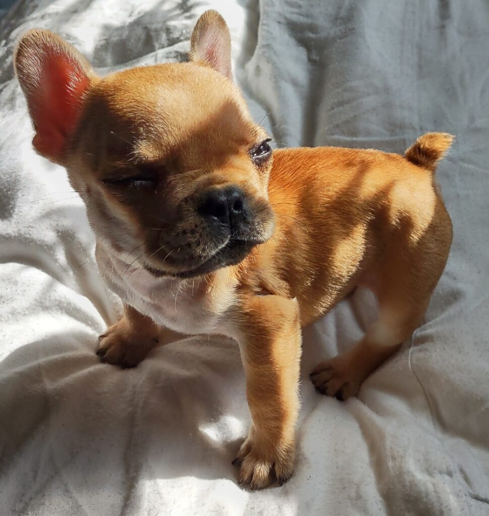photo of same puppy, posing on a bed sheet. We see the puppy's full body from the side, with strong sunlight on her back