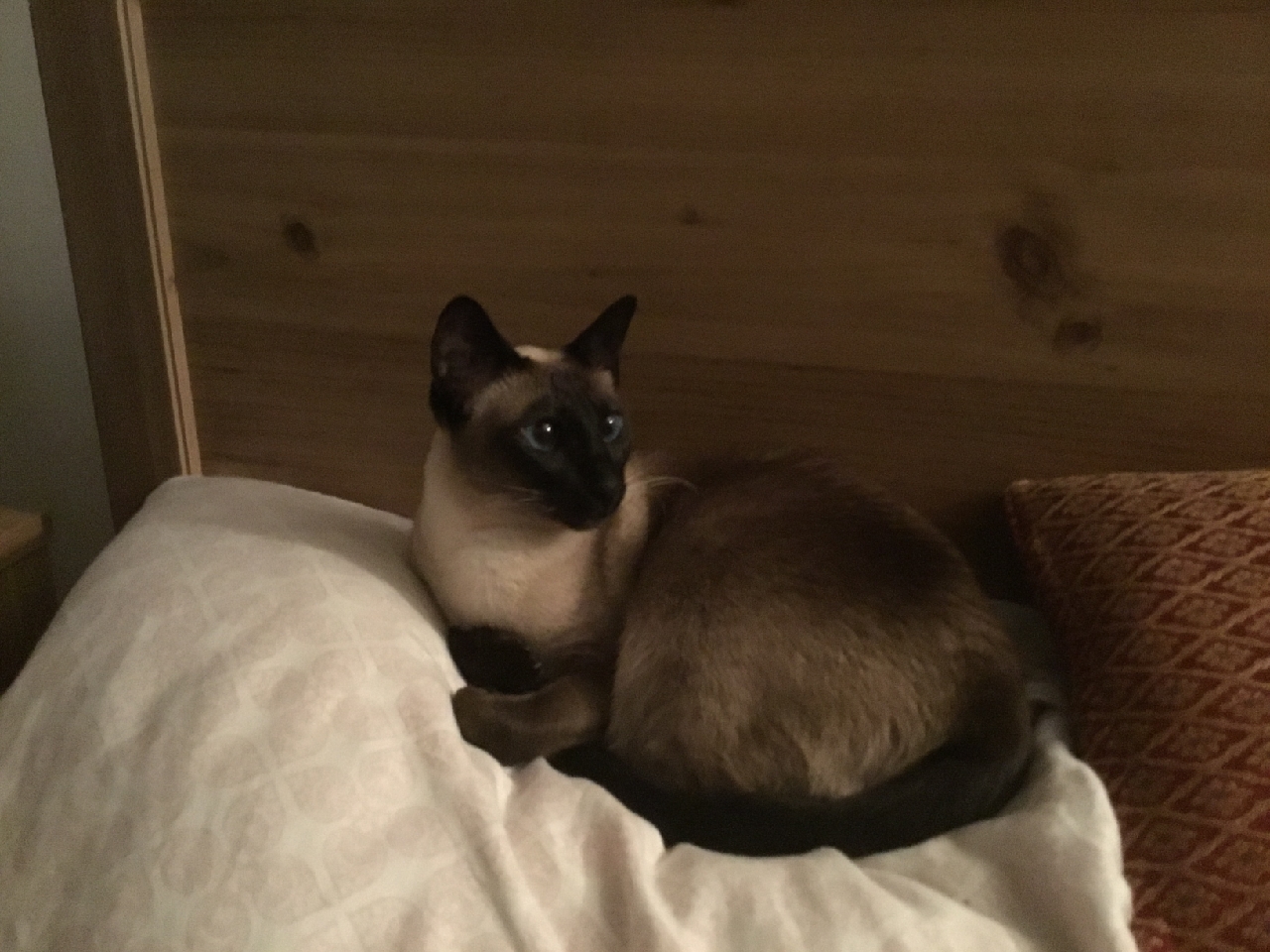 Photo of a siamese-style cat with brown fur and darker face. She sits regally on a pillow