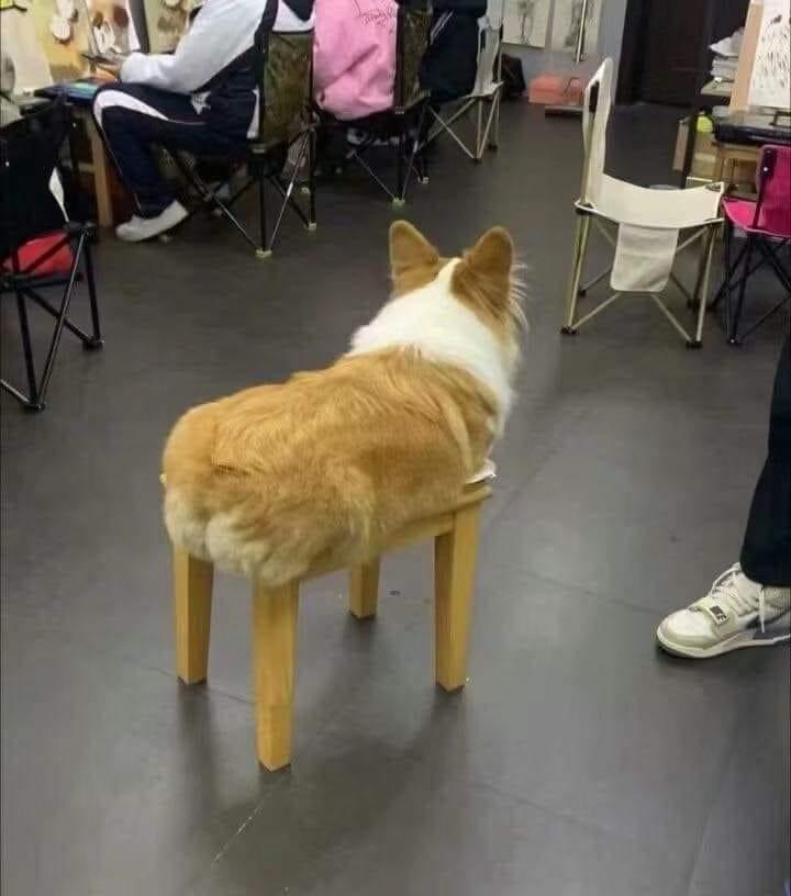 White and tan corgi dog sits on a bench with wooden legs. Due to the way the dog is sitting we can't see its real legs, creating an optical illusion that the wooden legs belong to the dog.