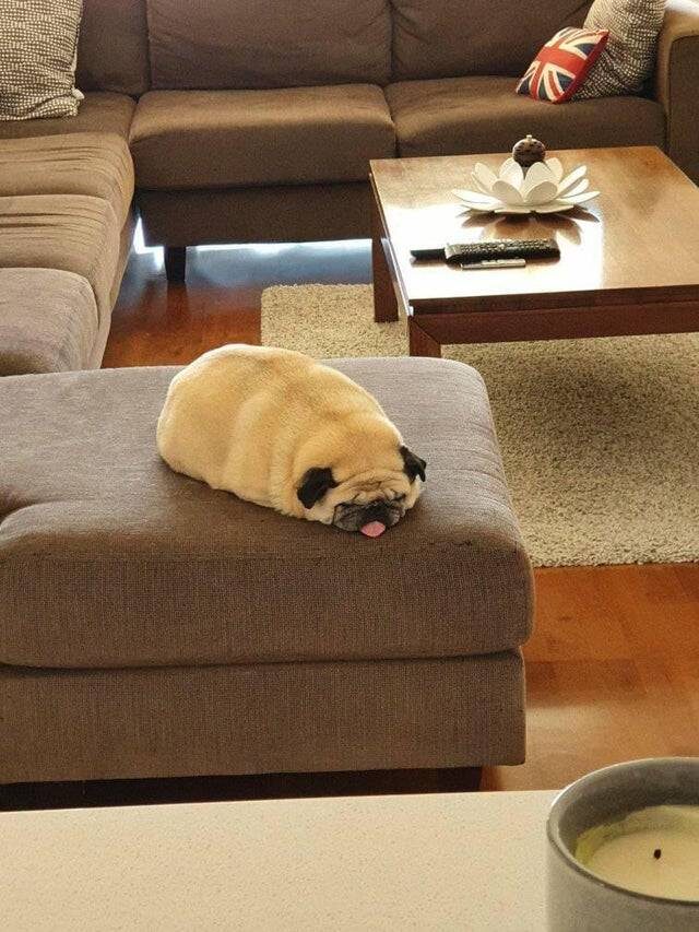 A pudgy pug dog sleeps on a sofa. With its legs tucked under its body it looks just like a loaf of bread with a little pink tongue.