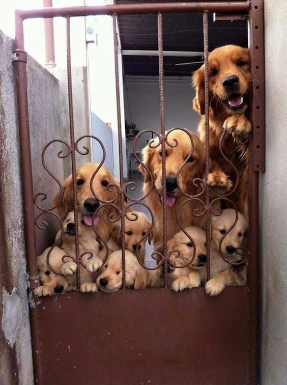 Three adult Golden retriever dogs and five puppies pose behind an iron gate