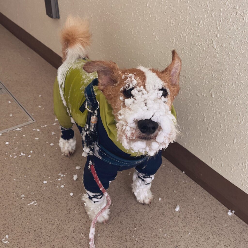 Small dog wearing sweater and harness has snow caked all over her face