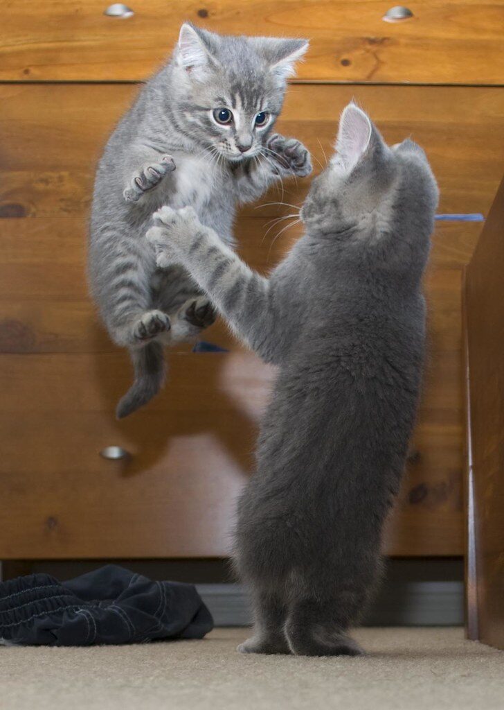 Two grey kittens play together. One kitten, facing away from us, stands on hind legs with arms outstretched. The other has leapt into the air and stares intently at the first kitten. 