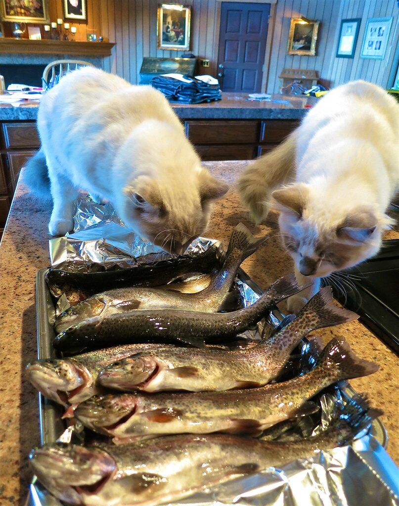 Two cats on a kitchen counter inspect a tray full of fish