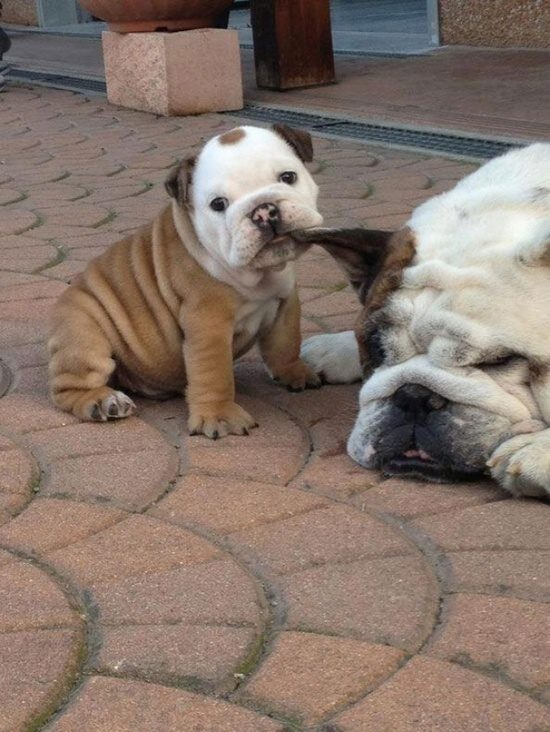 Cute chubby tan and white bulldog puppy chews on an older bulldog's ear.