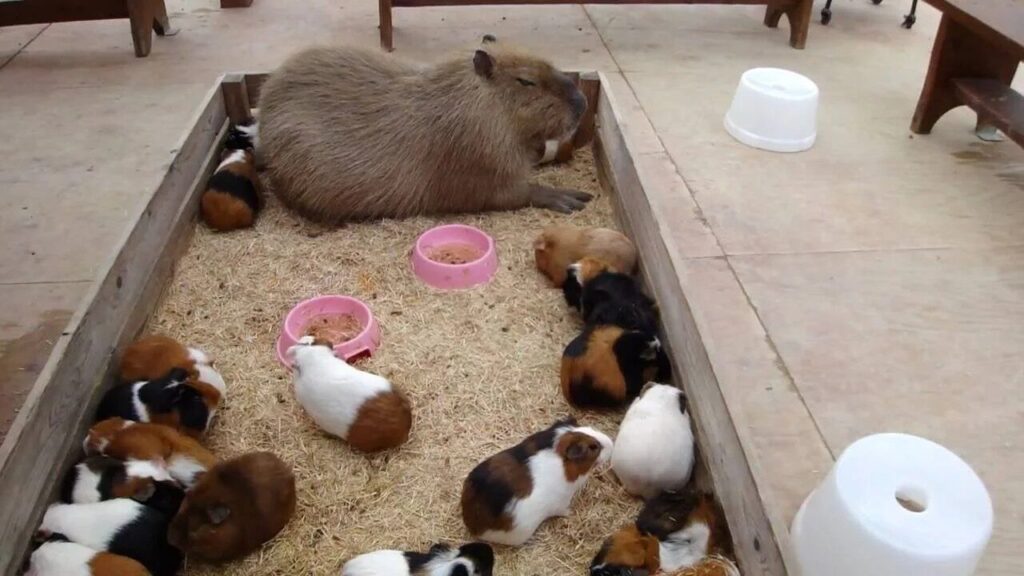 Photograph of a large number of guinea pigs in a sandbox along with one capybara.