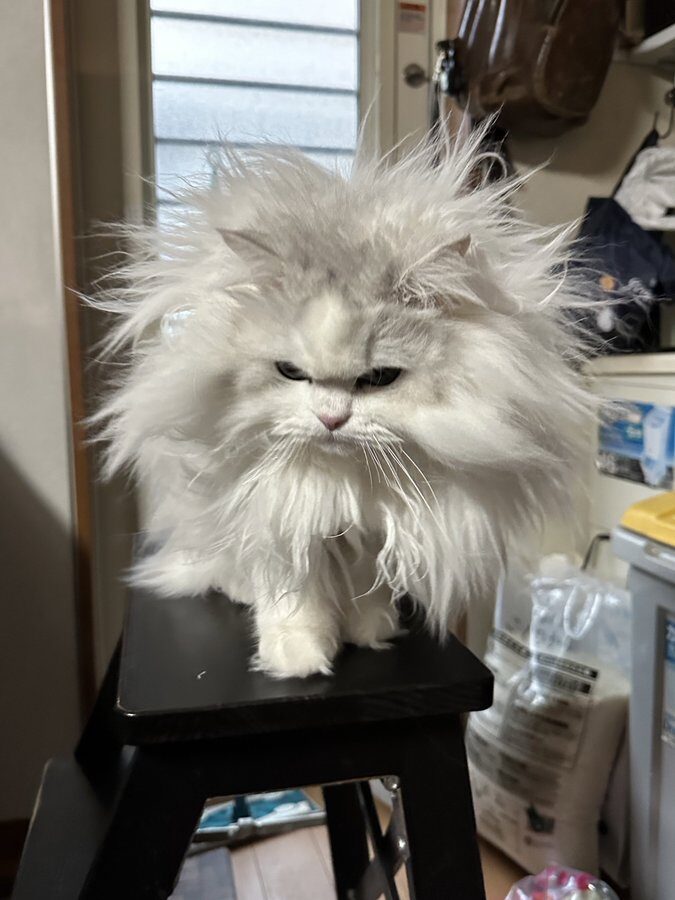 Persian cat with lush white fur that is arranged into spiky tufts that point in all directions.