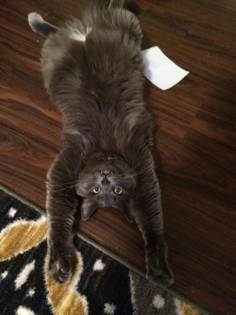 Cat with arms raised above its head lies on a wooden floor, upside down.