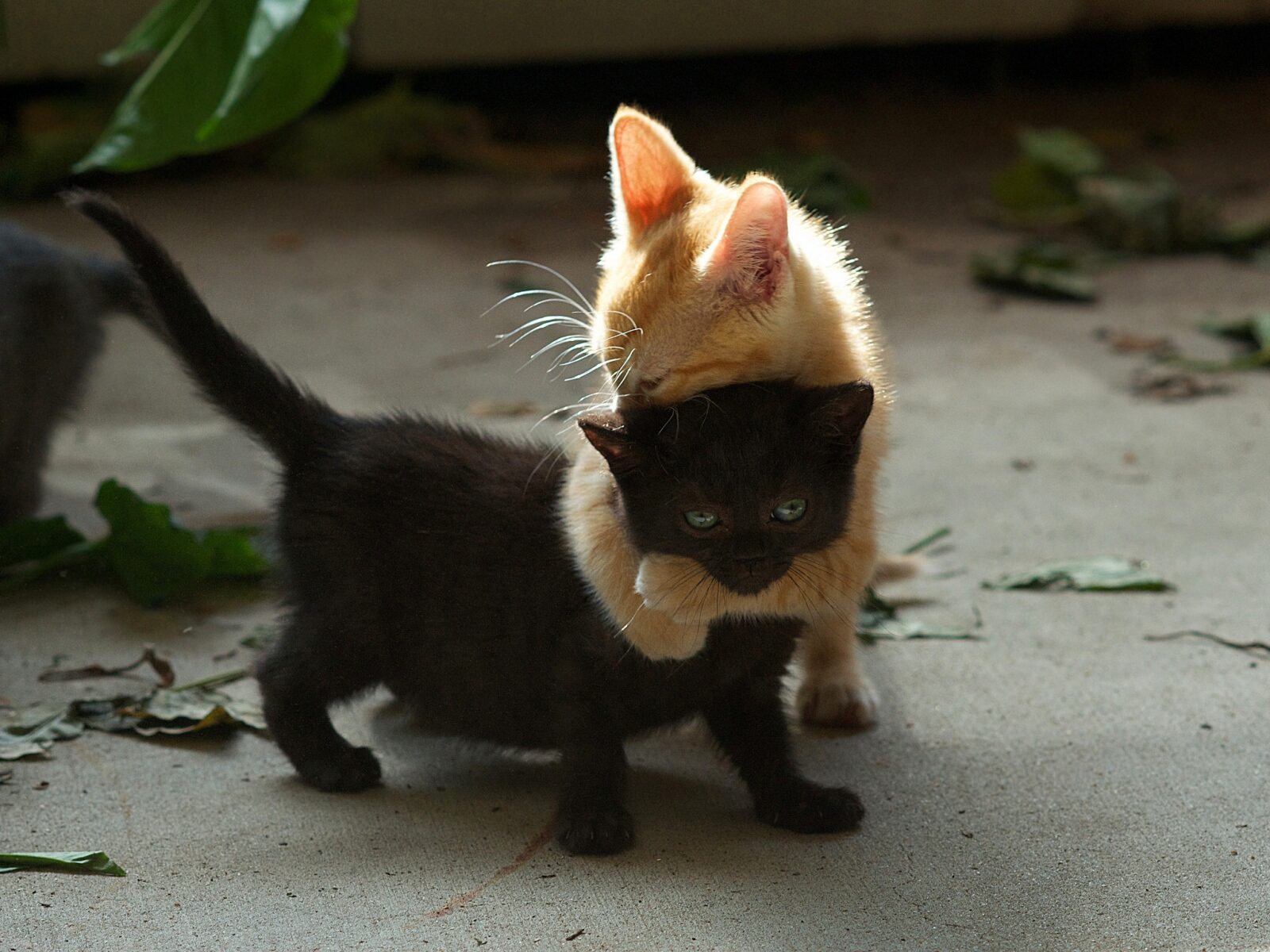 Orange colored kitten grabs the neck of a black kitten with both hands