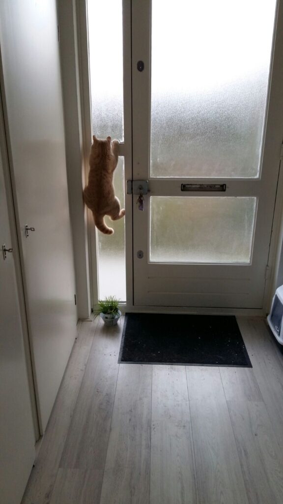 Cat attempts to look through frosted glass windows.