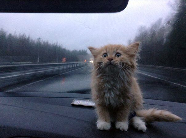 Kitten sits on dashboard of car, a worried expression on his face. The sky behind him is grey and the road is wet from rain. 