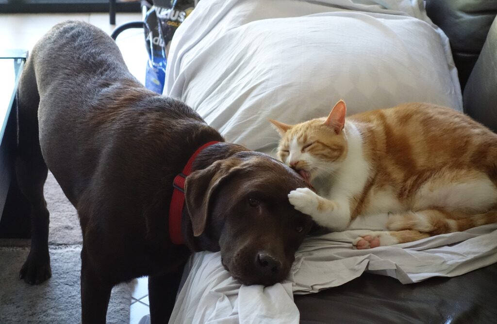 Cat lies on a sofa, licking the head of a much larger dog who is standing next to the sofa.
