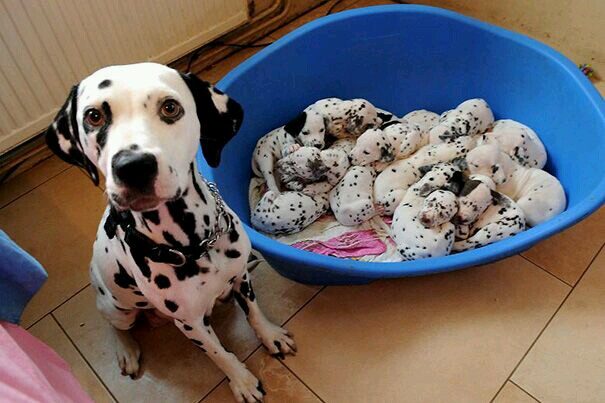 dalmatian dog, white with large black spots, stands in front of a plastic tub full of her puppies. The puppies have smaller and fewer spots