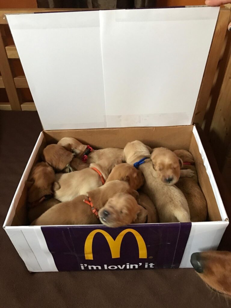 cardboard box with open lid, revealing ten puppies huddled together sleeping. a sign taped to the front of the box displays the McDonalds golden arches logo over the slogan "I'm lovin' it."