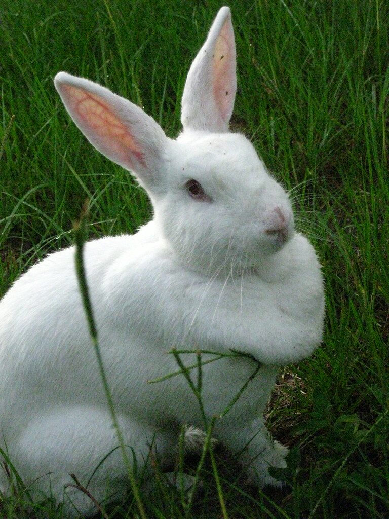 Beautiful rabbit with pure white coat photographed on a field of grass