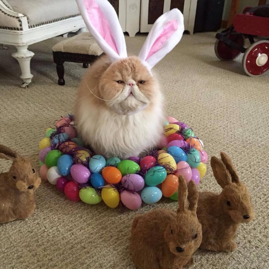 Cat wearing bunny ears sits on a pile of brightly colored eggs
