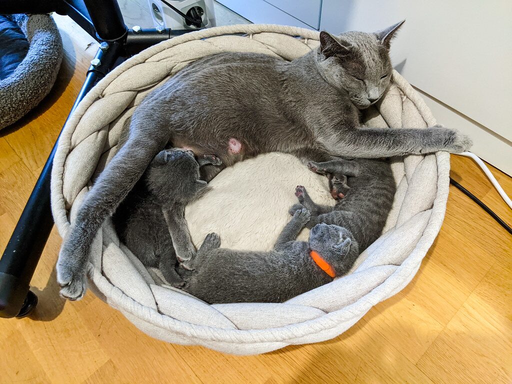 Mother cat and her three kittens sleep in a round bed. They are all arranged at the edges of the bed creating an opening in the center. One of the kittens is nursing. 