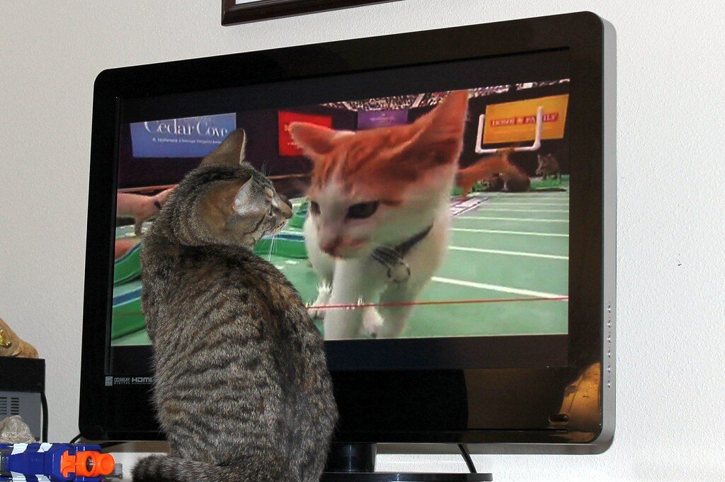 Cat sits on a table in front of the TV set showing a picture of another cat
