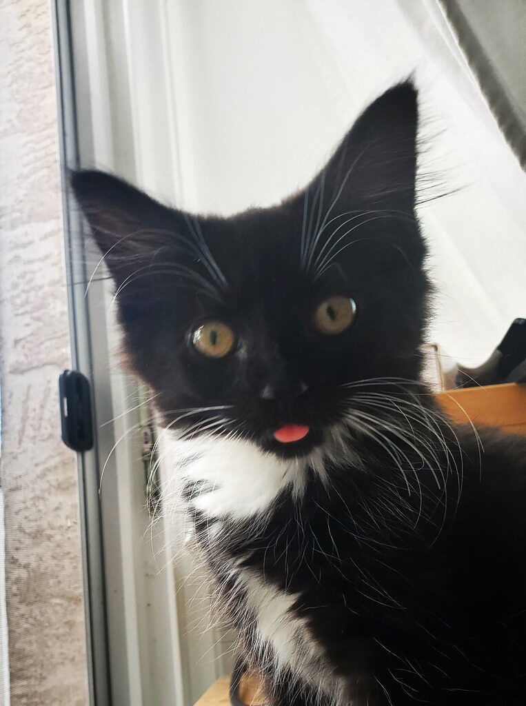 Very cute black and white tuxedo kitten looks at the camera and sticks out his tongue just a little bit